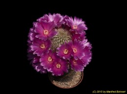 Sulcorebutia cylindrica v. crucensis HS46 2278